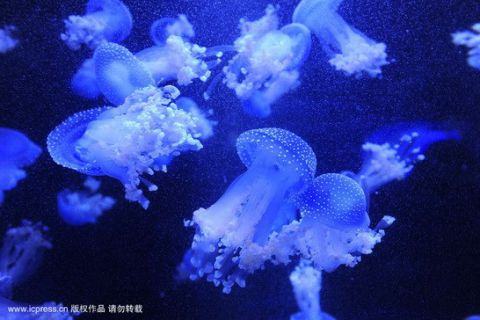 南京海底水母馆开放 品种效果居亚洲第一